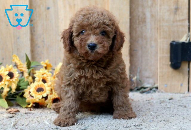River Mini Poodle image
