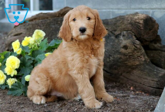 Robin Goldendoodle2 image