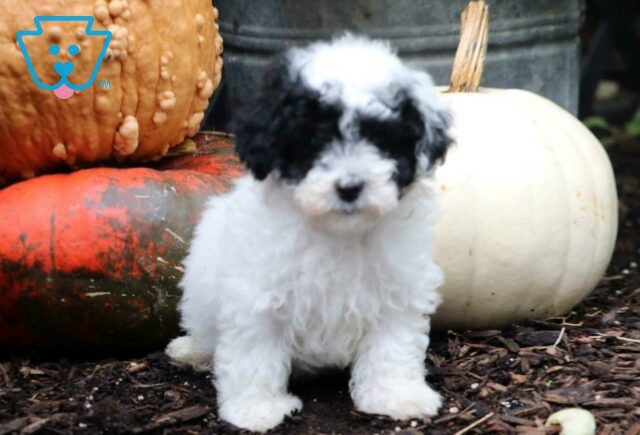 Rolo Mini Poodle image
