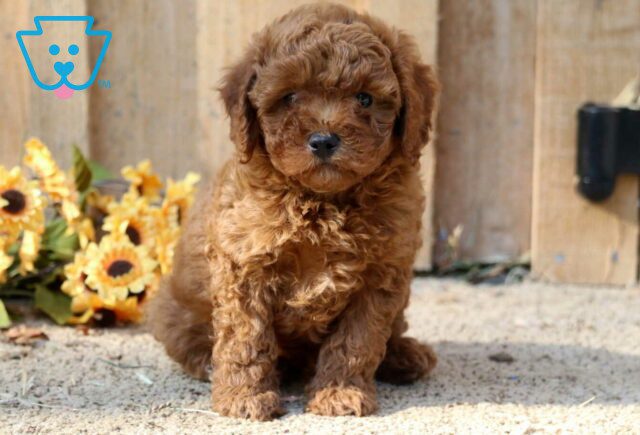 Rolo Mini Poodle image
