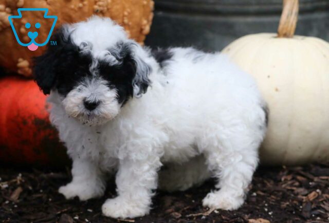 Rolo Mini Poodle2 image