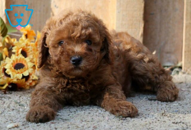 Rolo Mini Poodle2 image