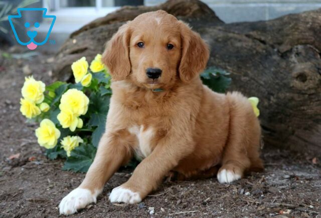 Rover Goldendoodle image