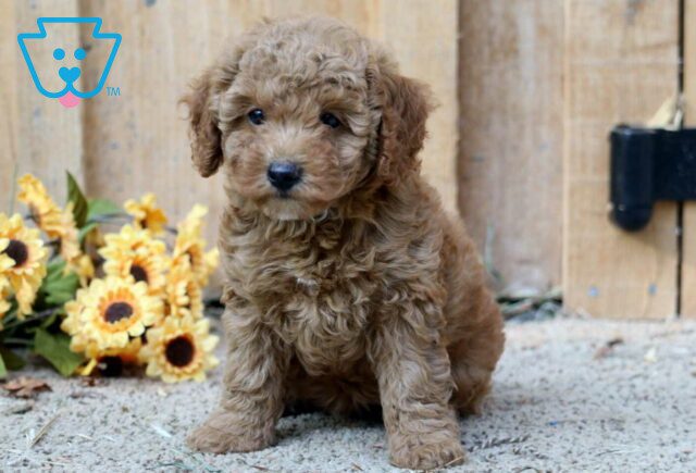 Ruby Mini Poodle image