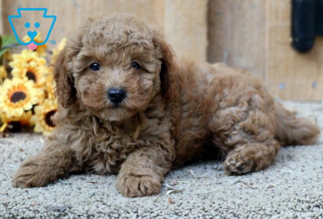 Ruby Mini Poodle2 image