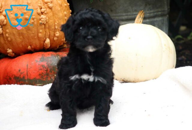 Scooter Mini Poodle image