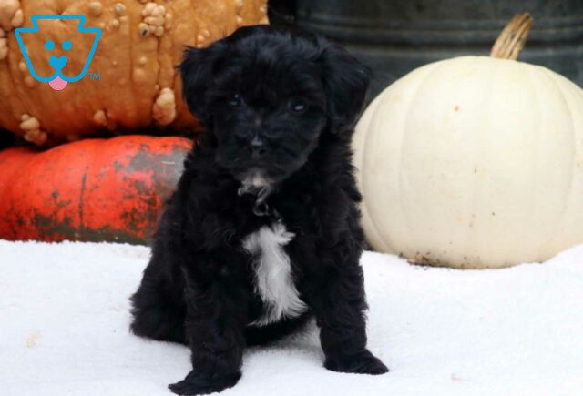 Stan Mini Poodle image