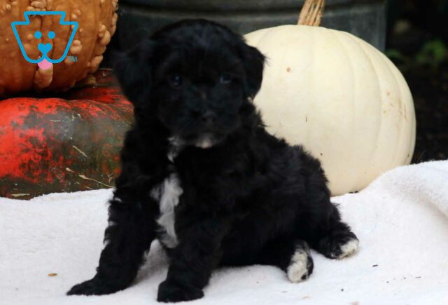 Stan Mini Poodle2 image