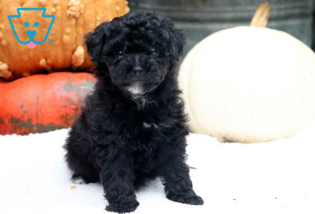Star Mini Poodle image