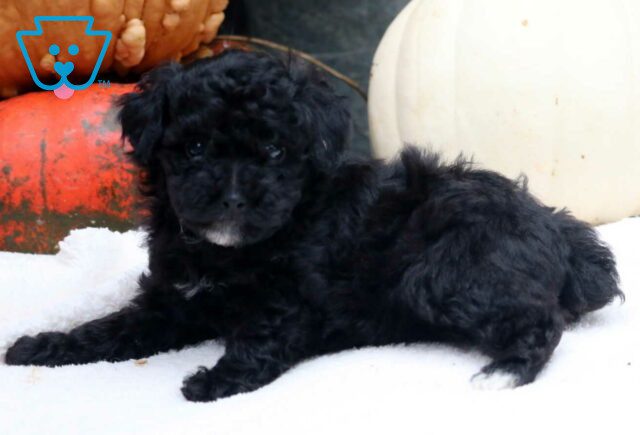 Star Mini Poodle.2 image
