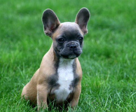 Toby French Bulldog Retake