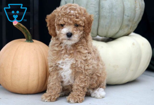 Twix Mini Bernedoodle image