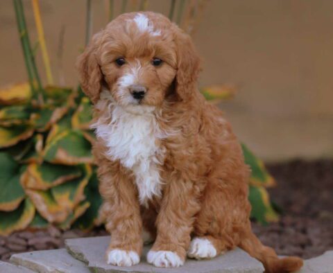 Abby Mini Goldendoodle2