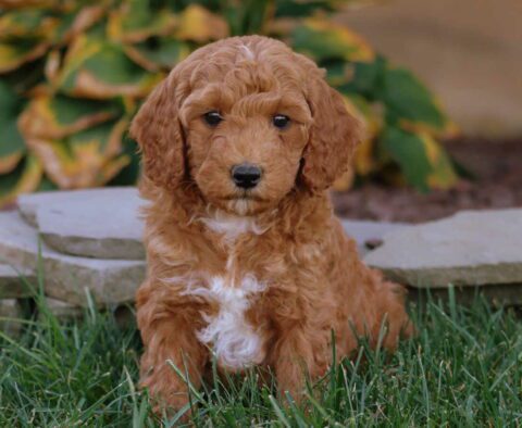 Ace Mini Goldendoodle2