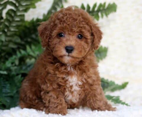 Aden Toy Goldendoodle