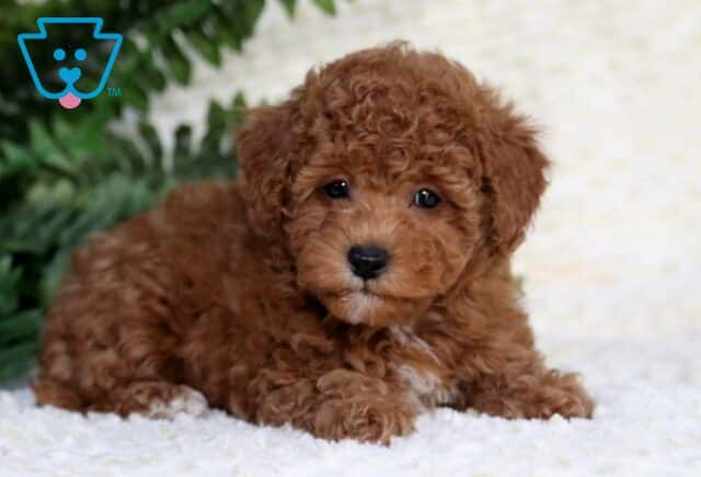 Aden Toy Goldendoodle2 image