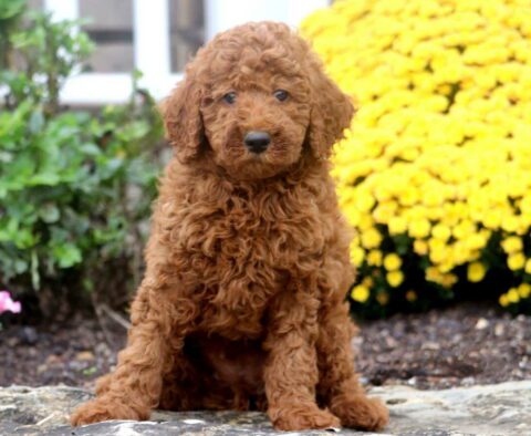 Alex Mini Poodle2