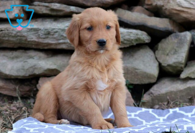 Ally Golden image
