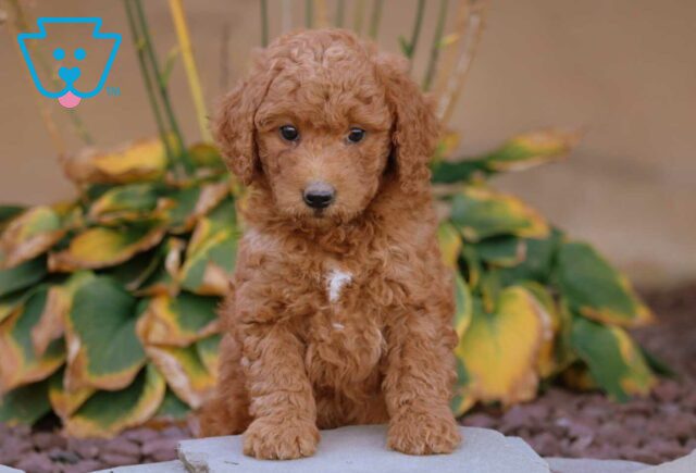 Ally Mini Goldendoodle image