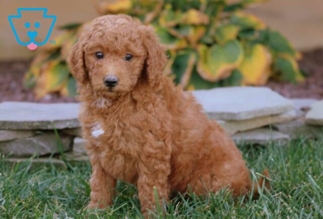 Ally Mini Goldendoodle2 image