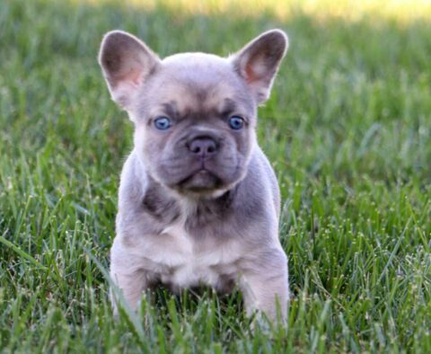 Annabell French Bulldog