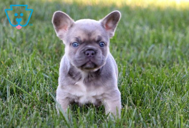 Annabell French Bulldog image