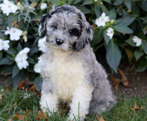 Arnie Cockapoo