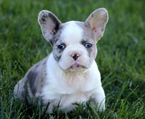 Axel French Bulldog