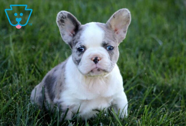 Axel French Bulldog image