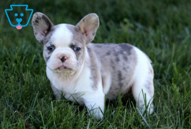 Axel French Bulldog2 image