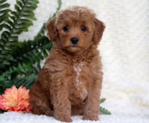 Baby Toy Goldendoodle