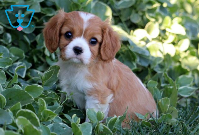 Babydoll Cavalier image