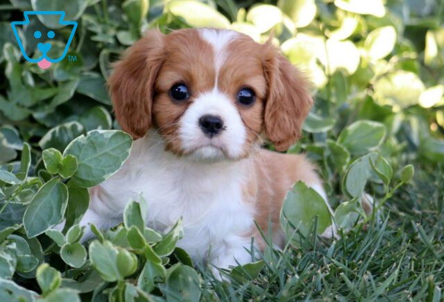 Babydoll Cavalier2 image