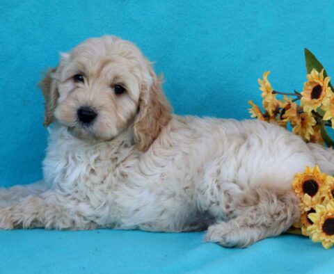 Bart Mini Goldendoodle2