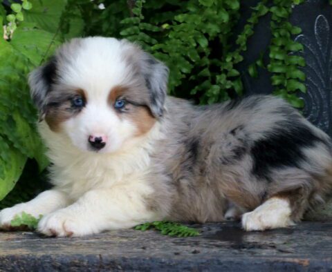 Batman Mini Australian Shepherd2