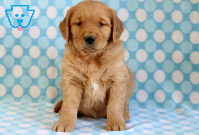 Benny Golden image