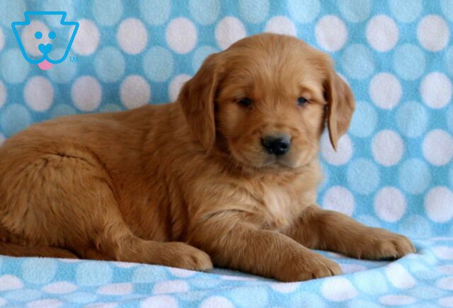 Benny Golden2 image