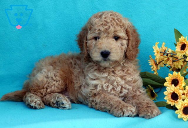 Benson Mini Goldendoodle2 image