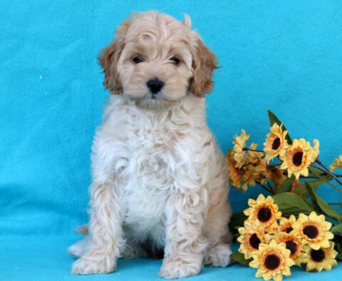 Bessie Mini Goldendoodle