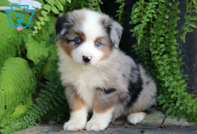 Billy Mini Australian Shepherd image