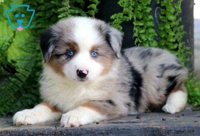 Billy Mini Australian Shepherd2 image