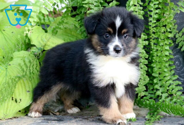 Biscuit Mini Australian Shepherd2 image