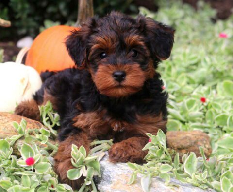Blueberry Yorkiepoo