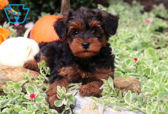 Blueberry Yorkiepoo image