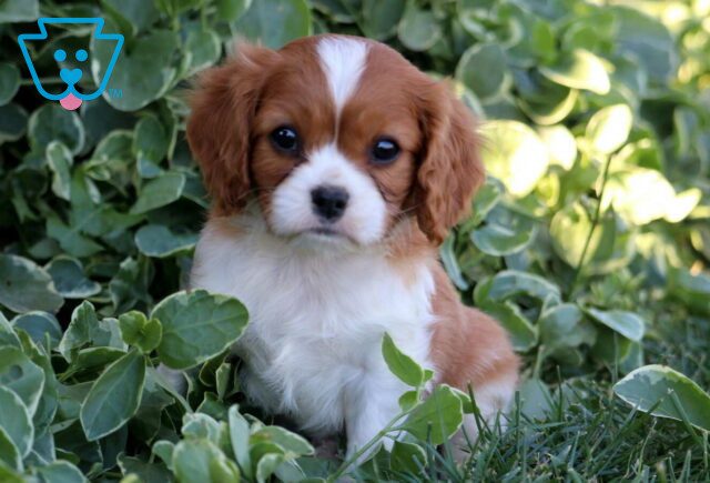 Bones Cavalier image