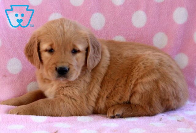 Bonnie Golden image
