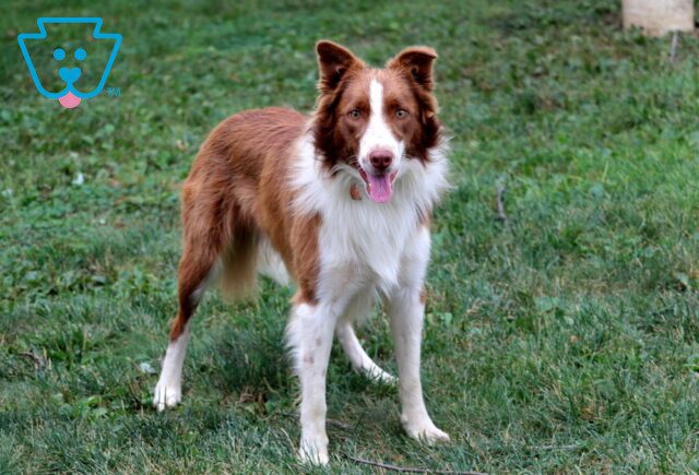 Boots Border Collie Mix Marlin Faus (1) image