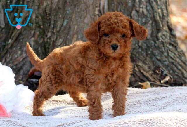 Boots Toy Poodle image