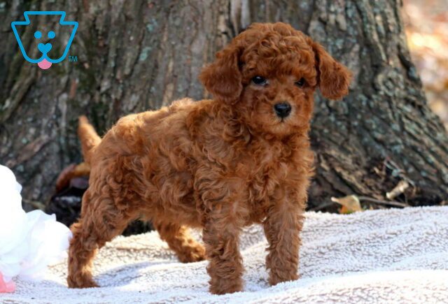 Boots Toy Poodle2 image
