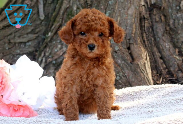 Boots Toy Poodle3 image